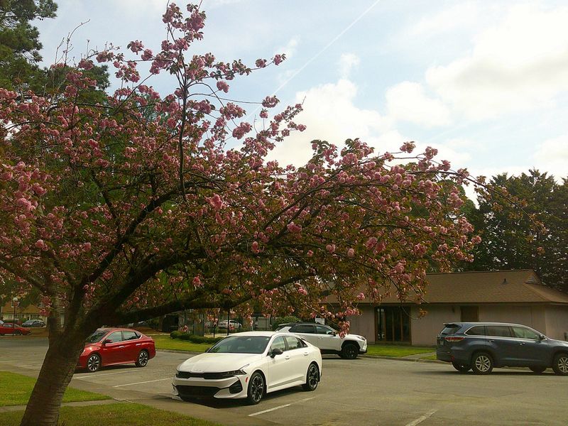 a flowering tree next to parked cars